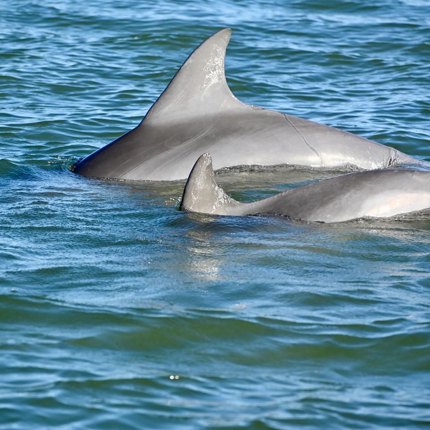 Bottlenose dolphins swimming in the water off Hilton Head
