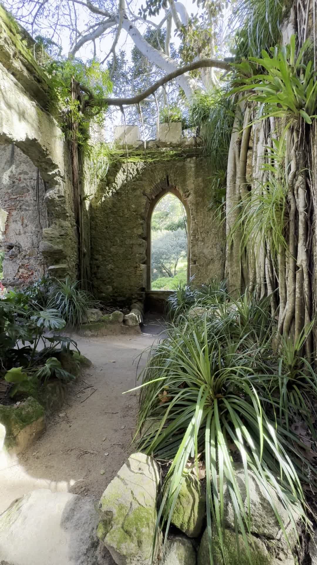 Green plants growing through the stone ruins of the Monserrate chapel in Sintra.