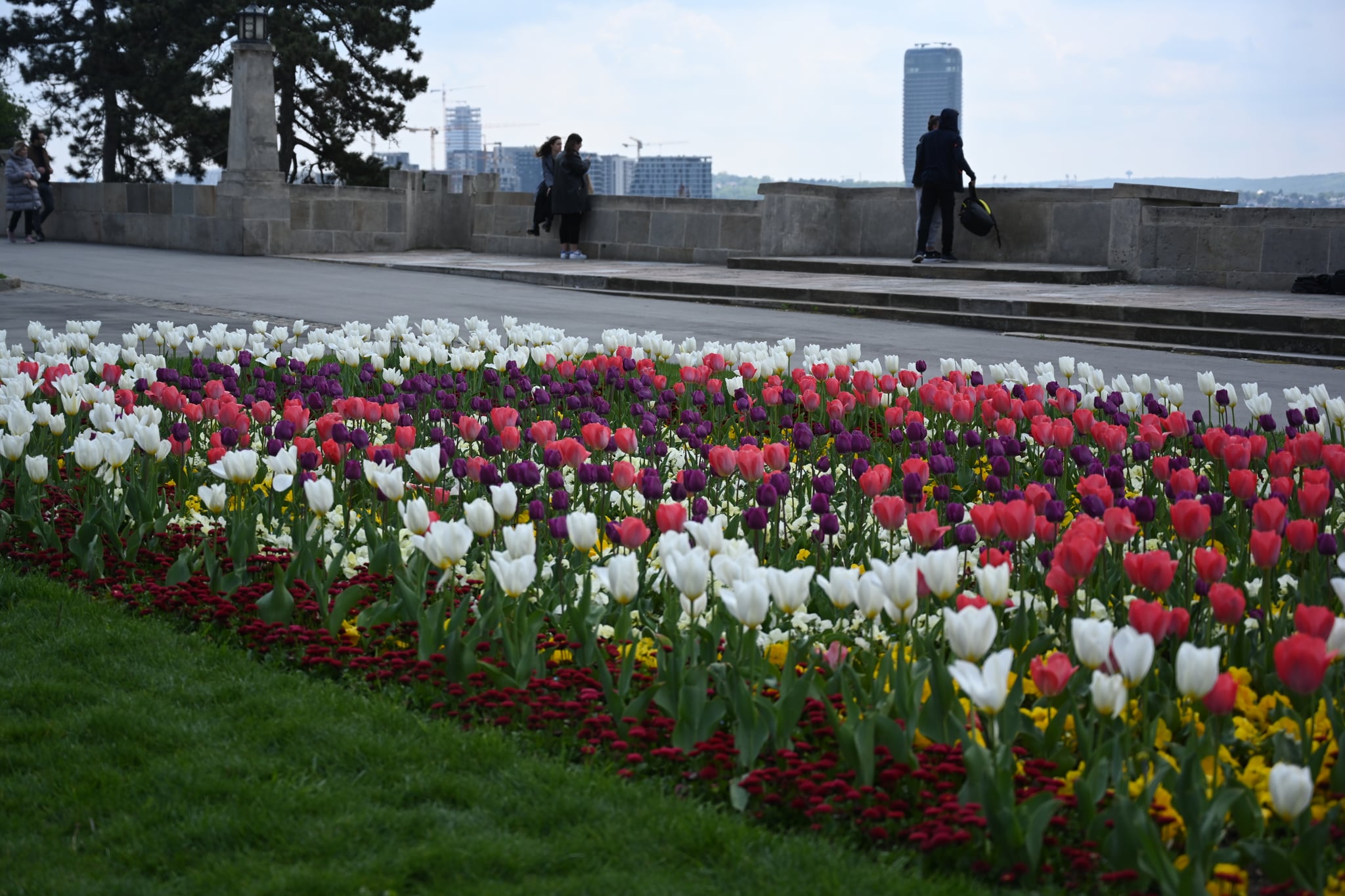 Tulip beds and the river overlook at Kalemegdan Fortress in Belgrade