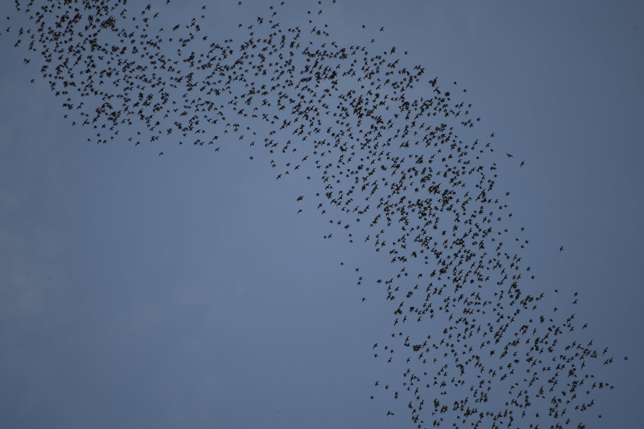 Dense evening bat flyout above Gunung Mulu