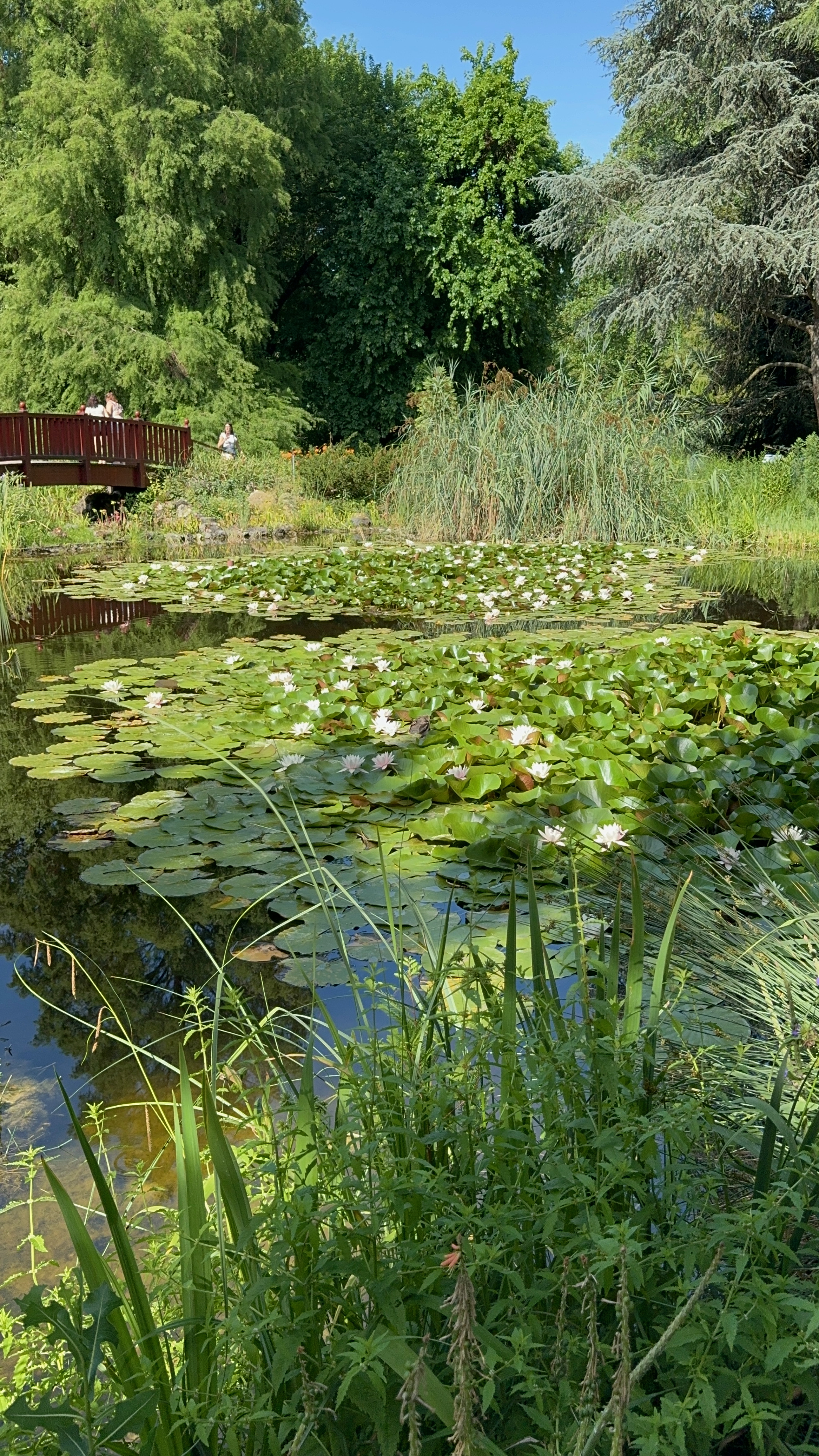 Water lilies at the Zagreb Botanical Garden