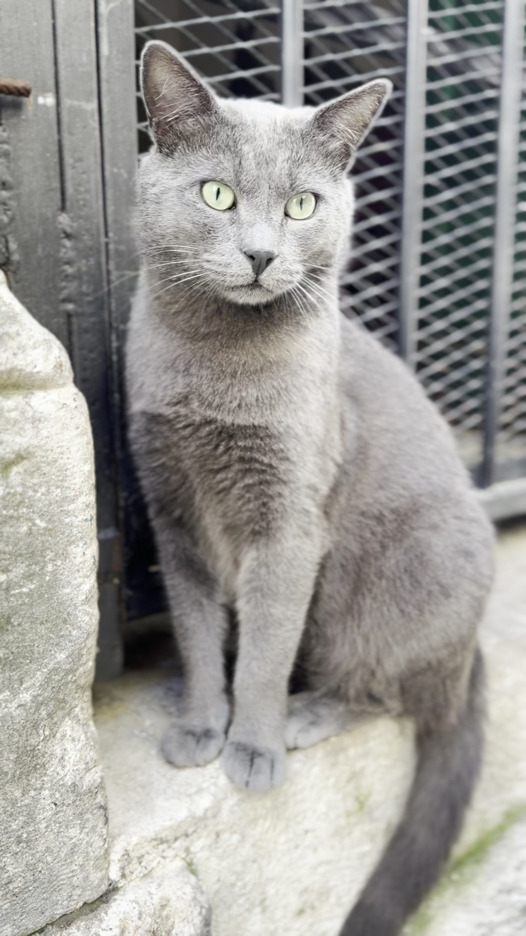 A gray cat in Kotor old town