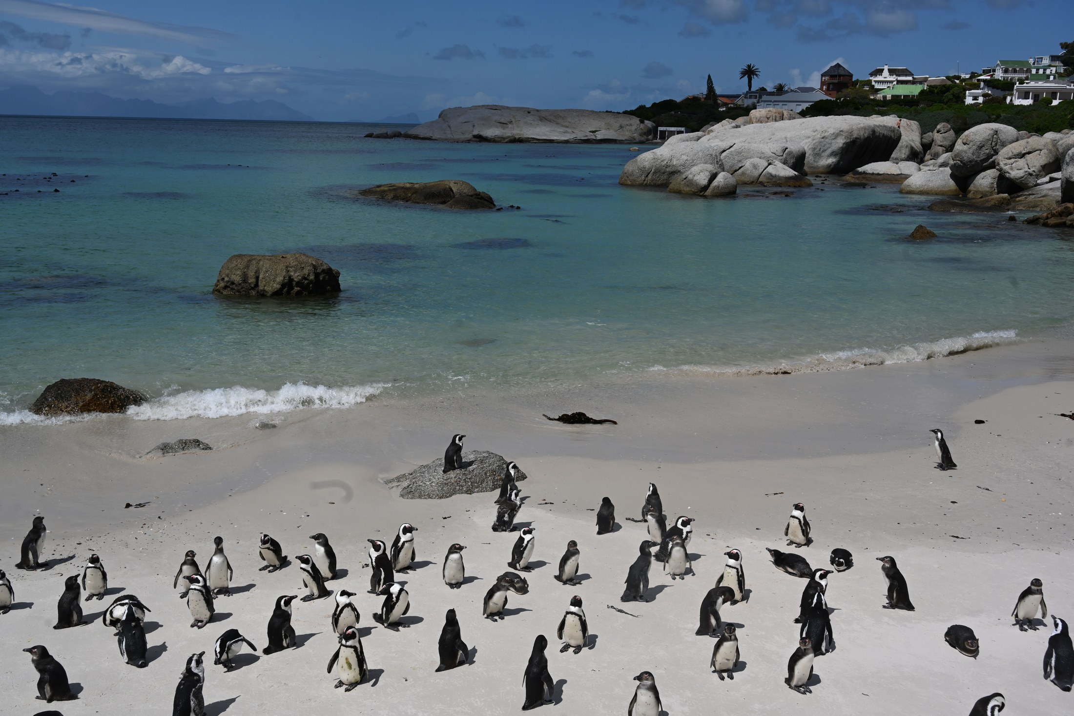 African penguins on the sand at Boulders Beach near Cape Town